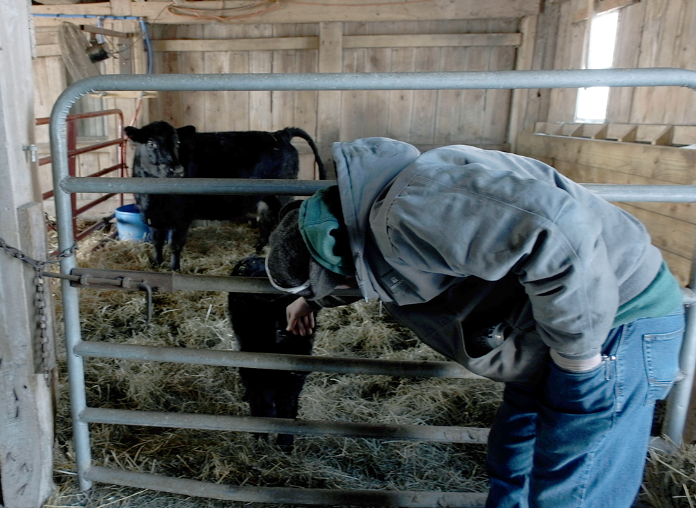 Dalton, third generation Parks farmer petting a black calf with a larger cow behind in the family barn