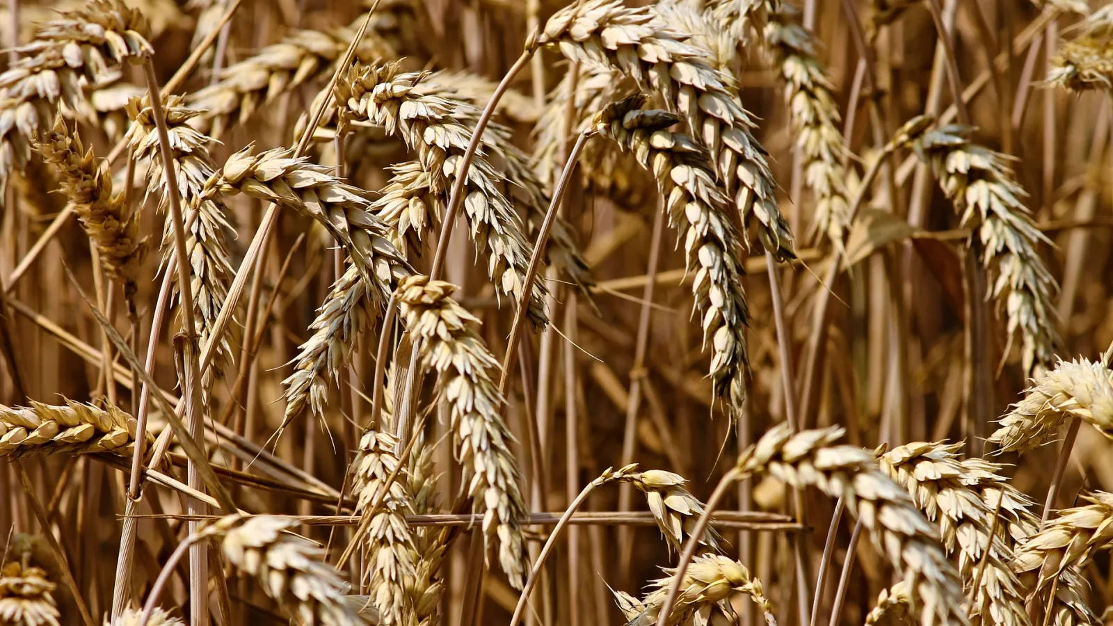 Field of wheat
