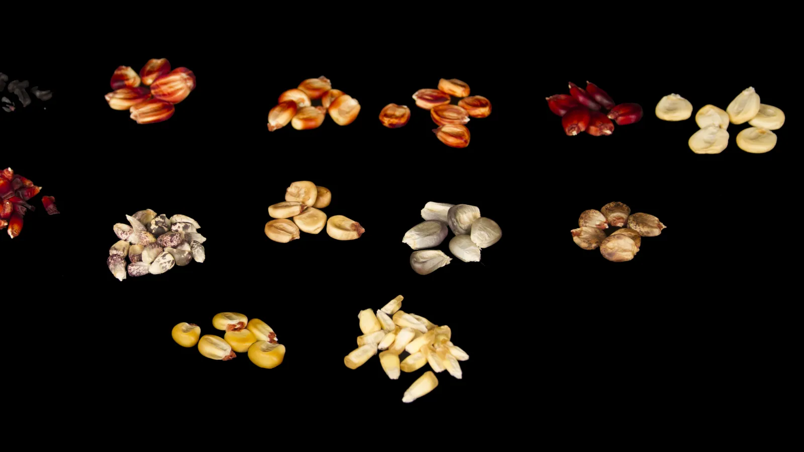 Several Andean varieties of maize