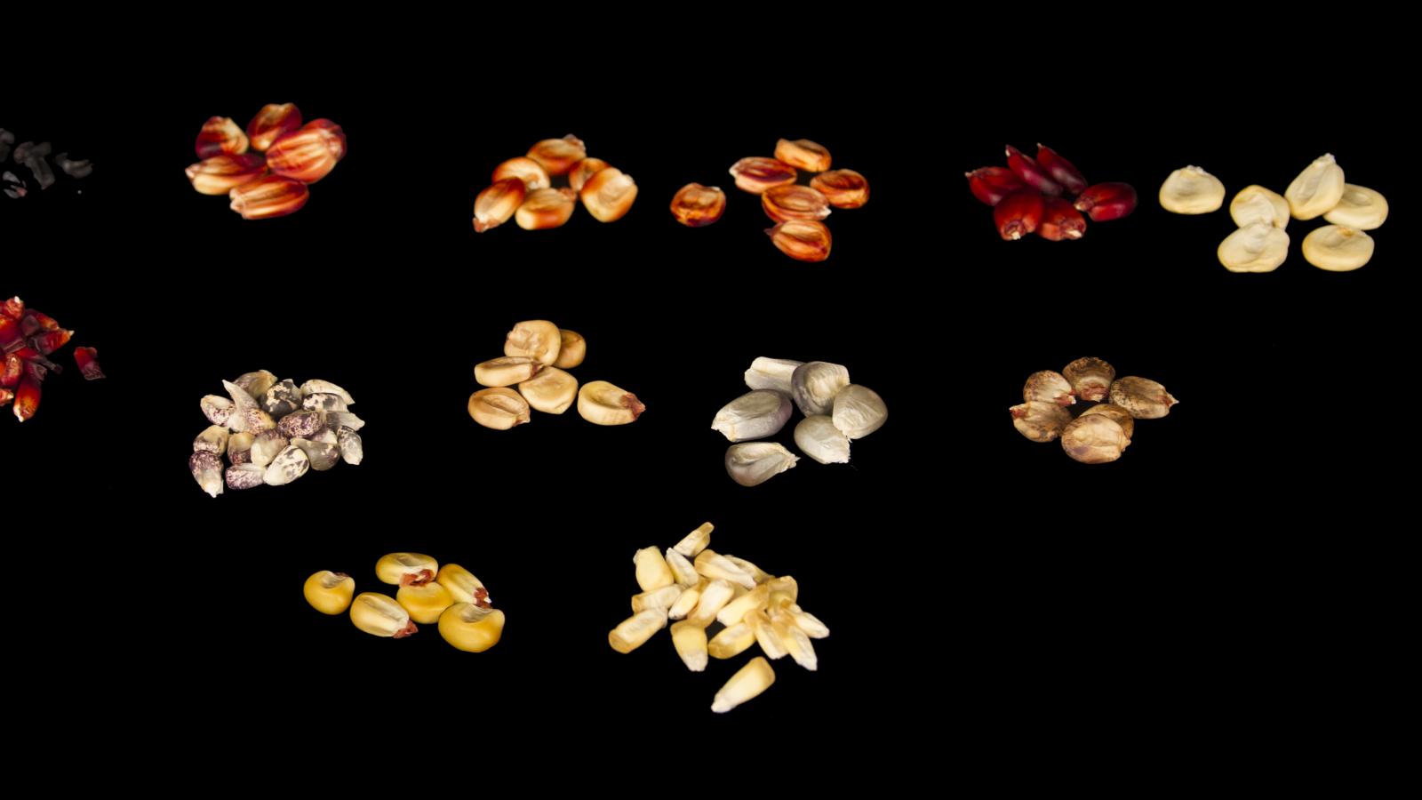 Several Andean varieties of maize