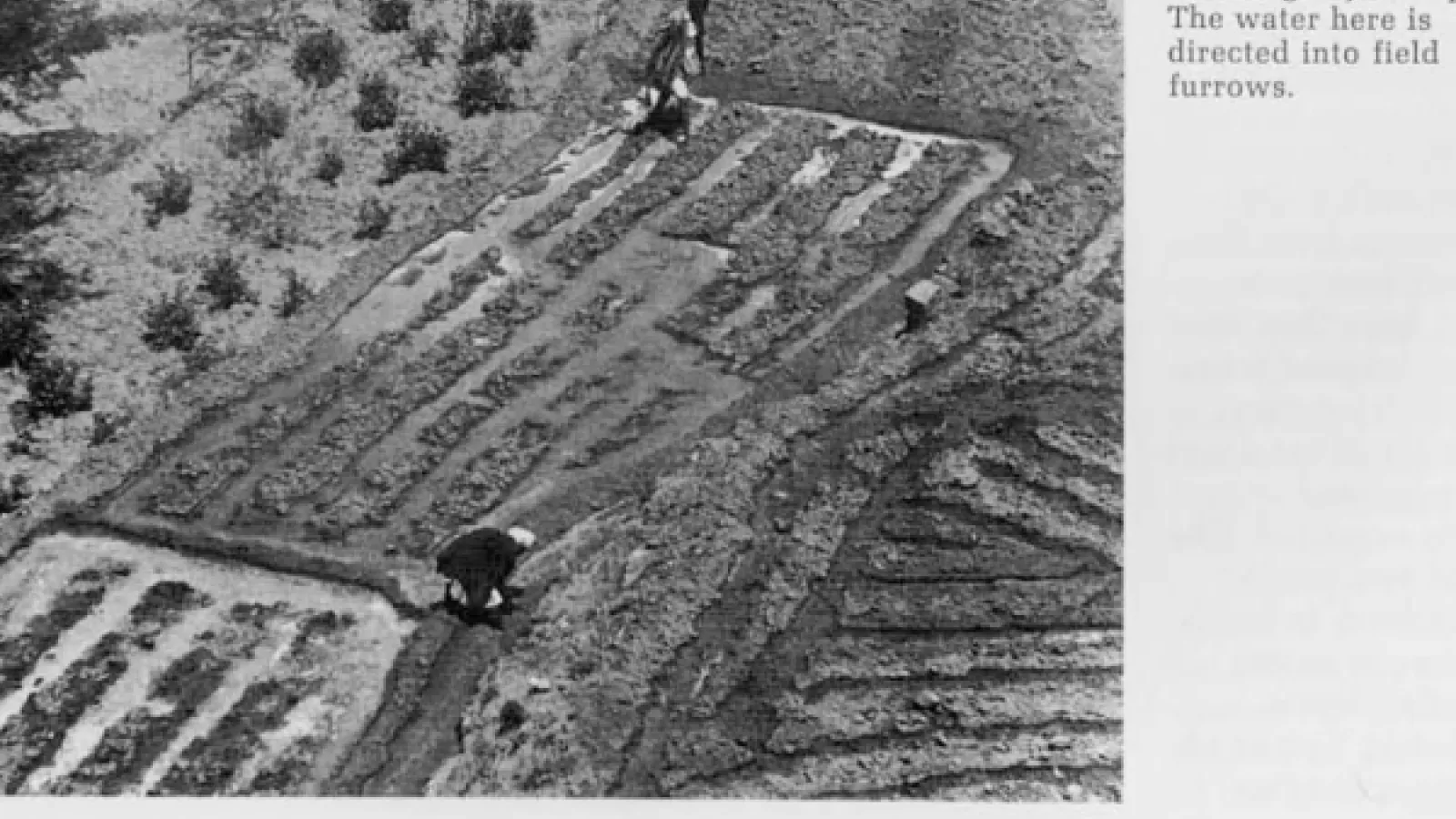 Black and white old photo of irrigation channels