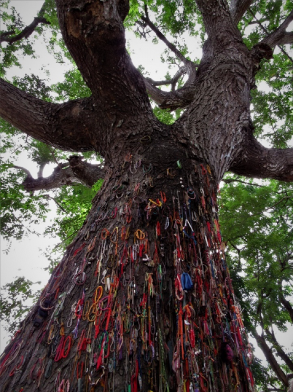 “Killing Tree against which executioners beat children,” the sign in front of this reads. Past visitors to Choeung Ek have left colorful bracelets to remember the child victims of genocide.