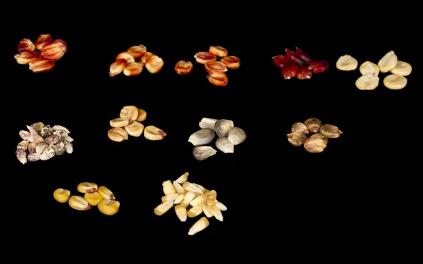 Several Andean varieties of maize