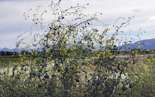 Photograph of flowering brush in front of sweeping green landscape