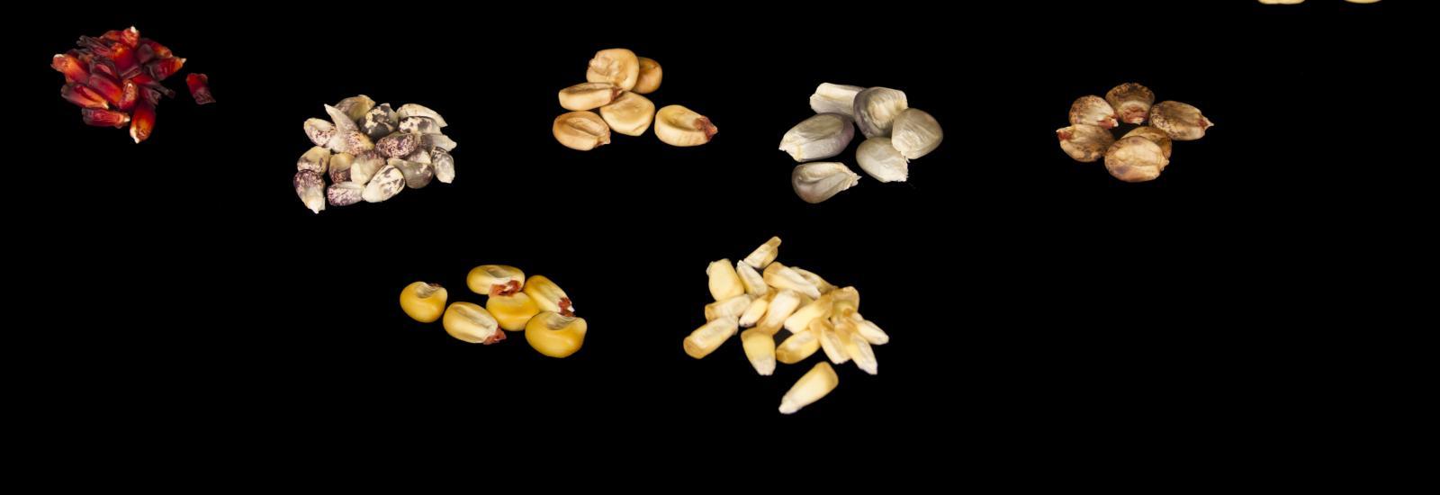 image of Andean varieties of maize