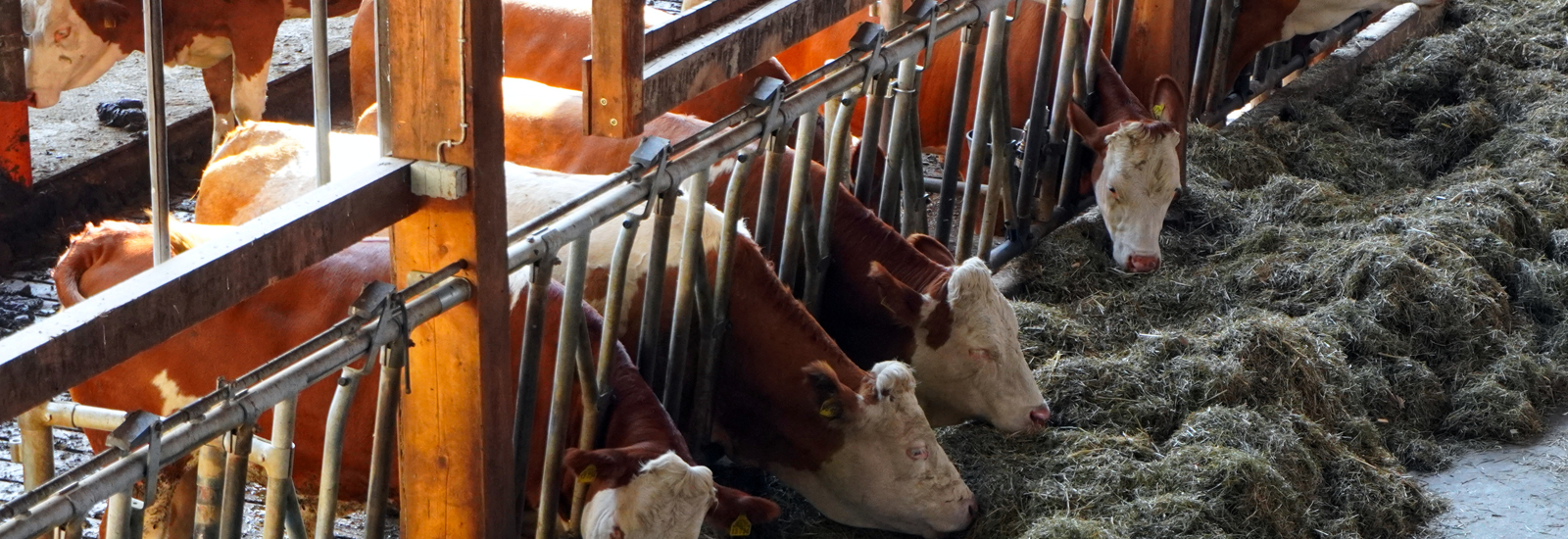 Photograph of cows restrained in a feeding apparatus at a factory farm