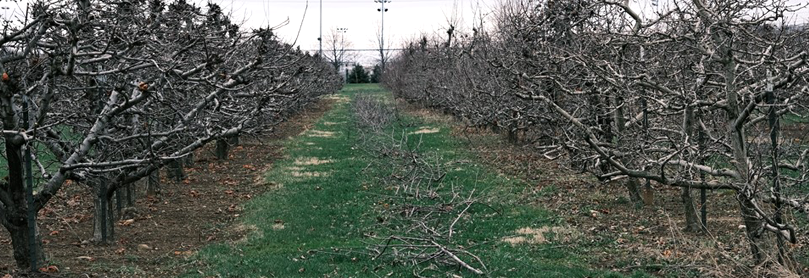 Photograph of two rows of bare fruit trees