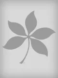 Buckeye leaf illustration